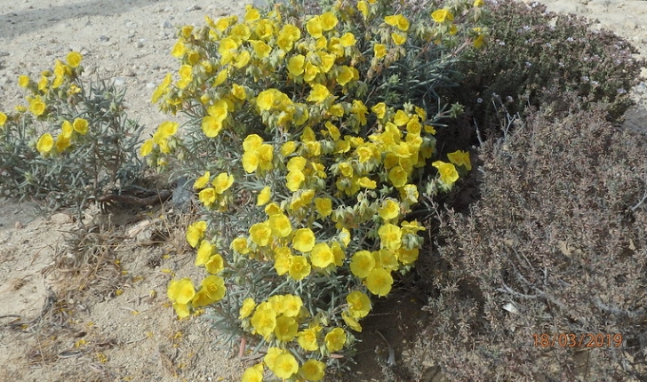 Hélianthème à feuilles de lavande - Helianthemum syriacum