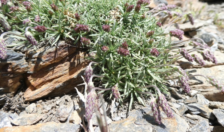 Plantago capitellata Ramond