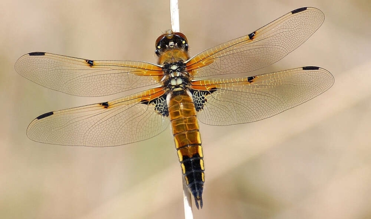 Libellula quadrimaculata Linnaeus, 1758