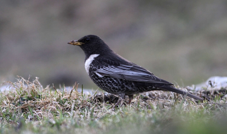 Turdus torquatus (Linnaeus, 1758)