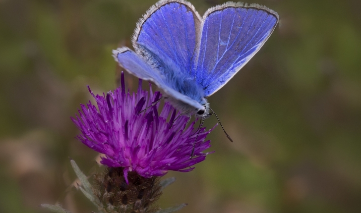 Polyommatus icarus