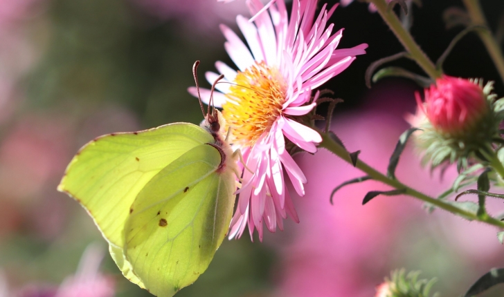 Gonepteryx rhamni