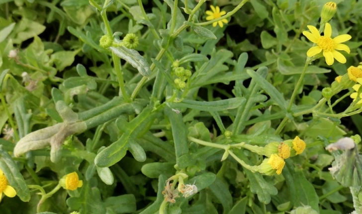 Senecio leucanthemifolius Poir