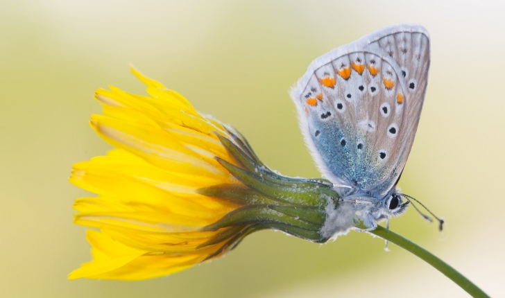 Polyommatus icarus