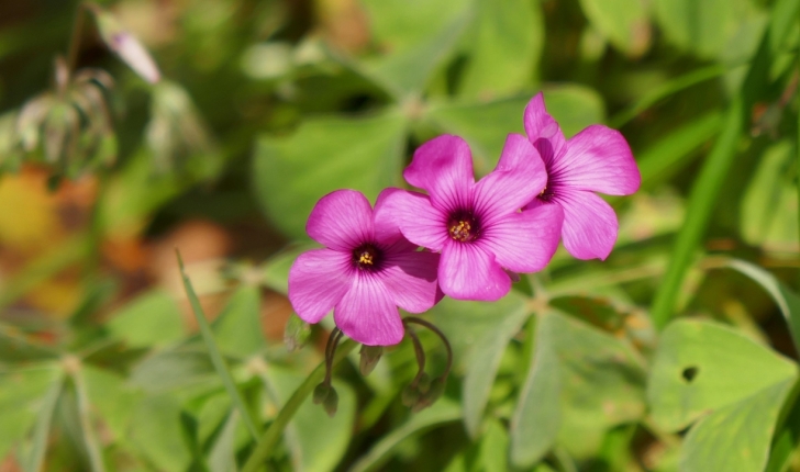 Oxalis articulata