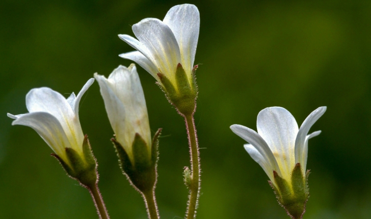 Saxifraga granulata