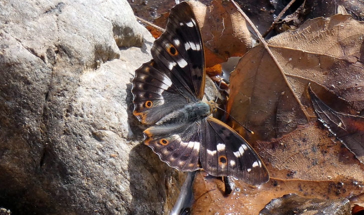 Apatura ilia