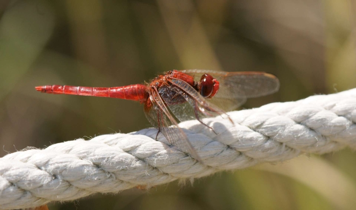 Crocothemis erythraea (Brullé, 1832)