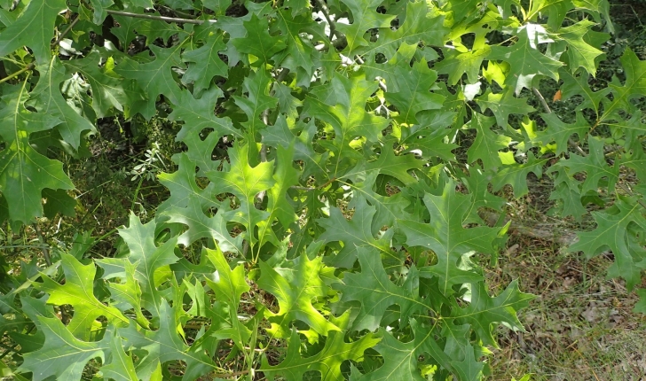 Quercus palustris