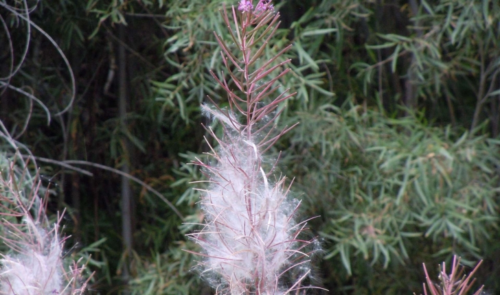 Epilobium angustifolium L., 1753