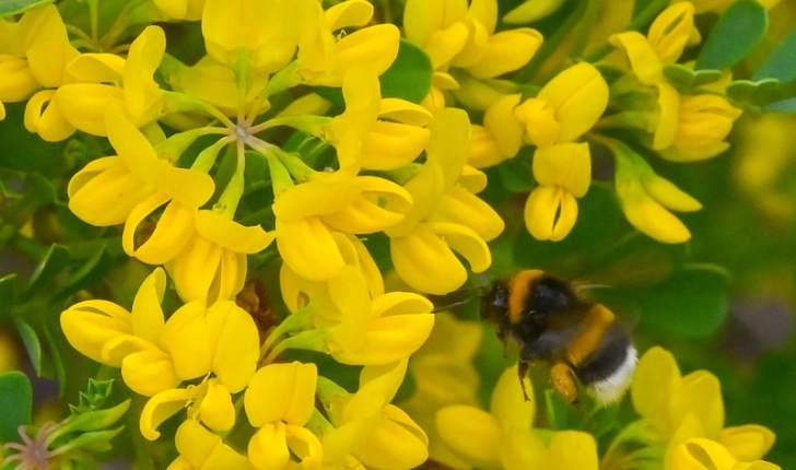 Coronilla glauca