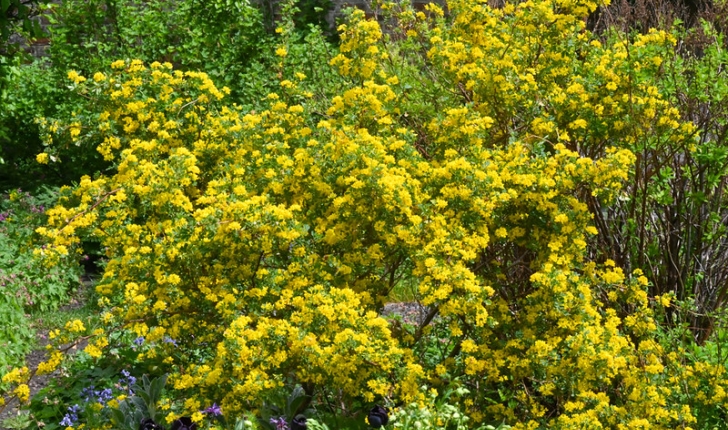 Coronilla glauca