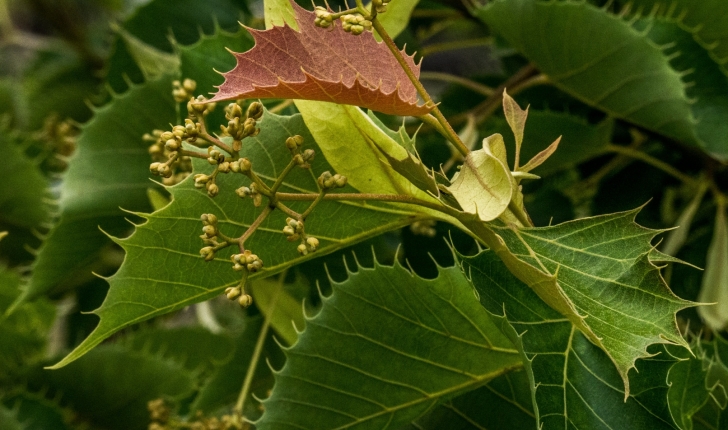 Tilia henryana 