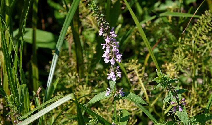 Stachys palustris