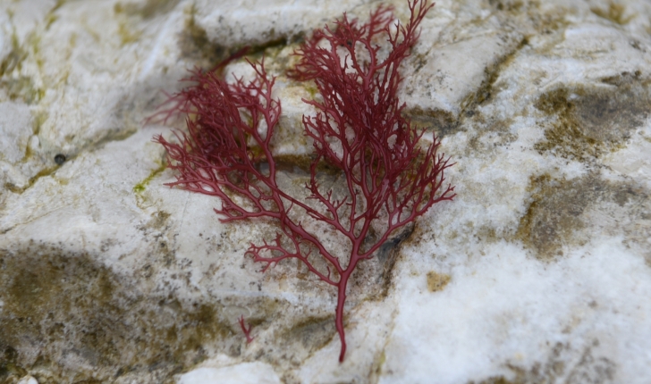 Rhodophyta Wettstein