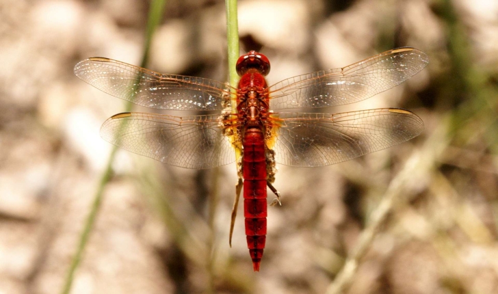 Crocothemis erythraea (Brullé, 1832)