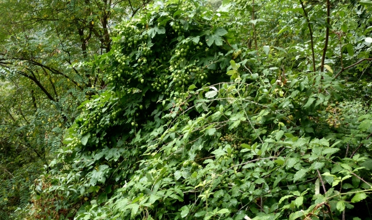 Humulus lupulus 