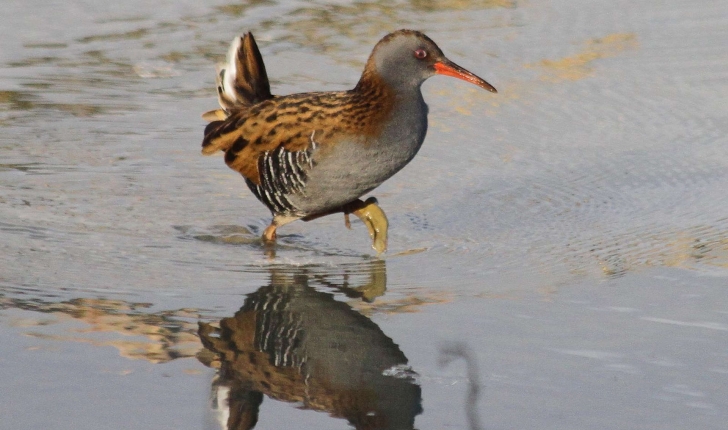 Rallus aquaticus (Linnaeus, 1758)