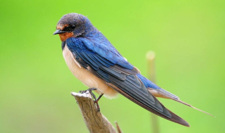 Hirundo rustica Linnaeus, 1758