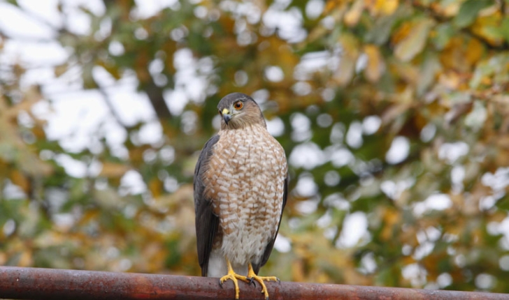 Accipiter striatus, Vieillot 1807