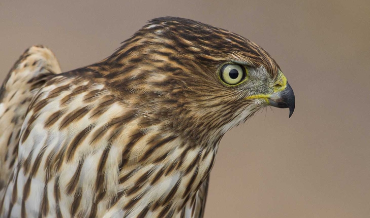 Accipiter striatus, Vieillot 1807