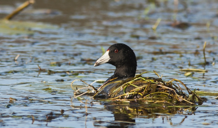 Fulica americana, Gmelin 1789