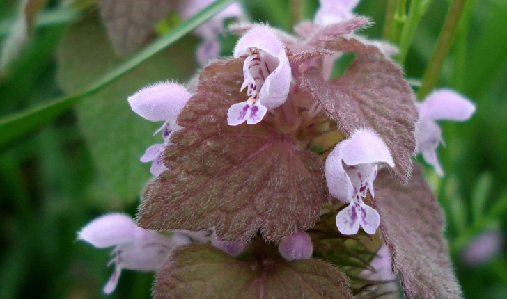 Lamium purpureum (L., 1753)