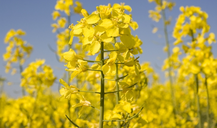 Brassica napus L.