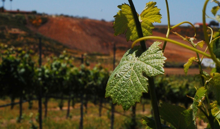 Vitis vinifera (L., 1753)