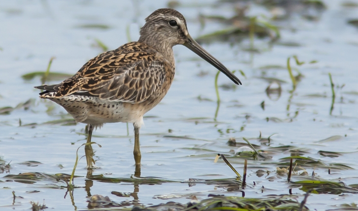 Gallinago delicata, Prd 1825