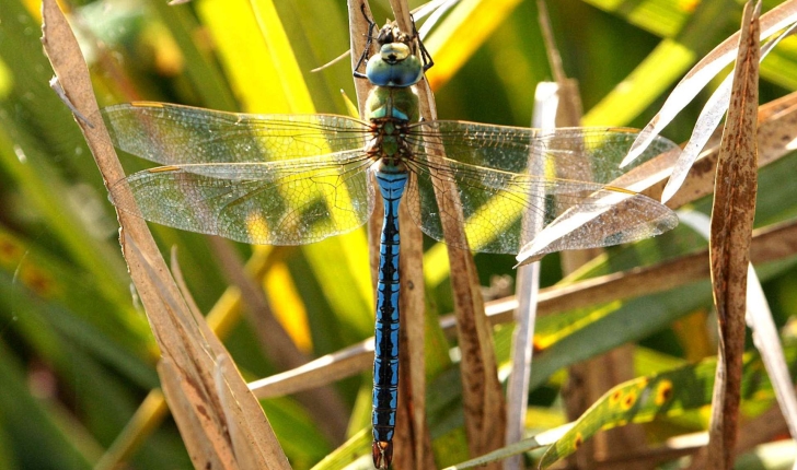 Anax empereur mâle (Crédits : Ferran Pestana)