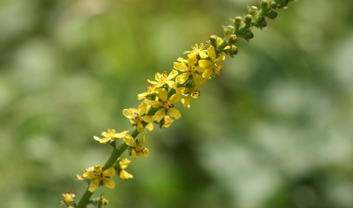 Agrimonia eupatoria (L., 1753)