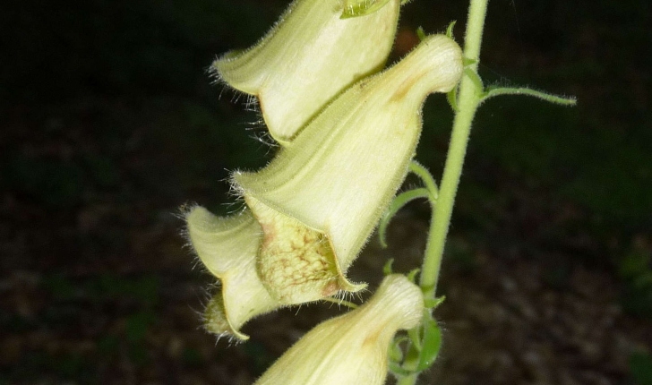 Digitalis grandiflora Mill., 1768