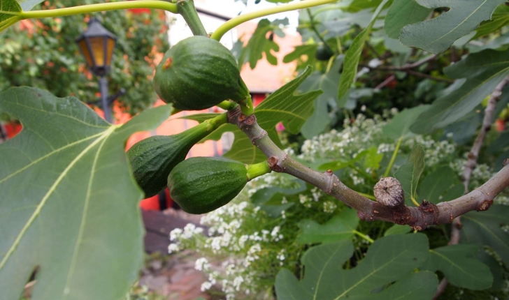 Ficus carica L., 1753