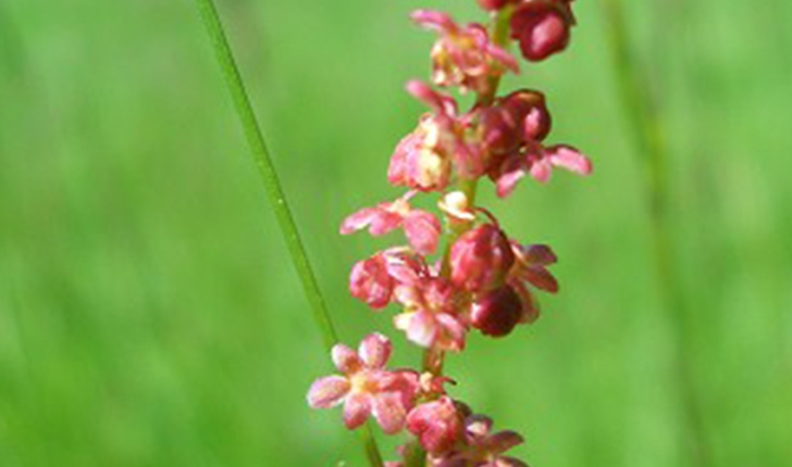 Rumex acetosella (L. 1753)