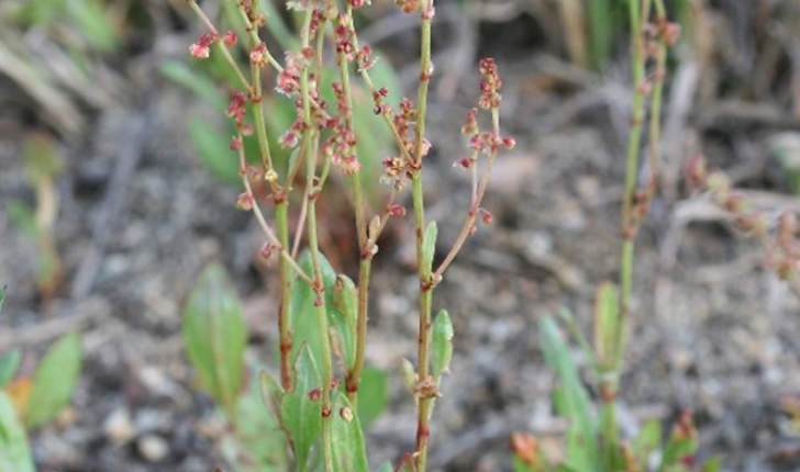 Rumex acetosella (L. 1753)