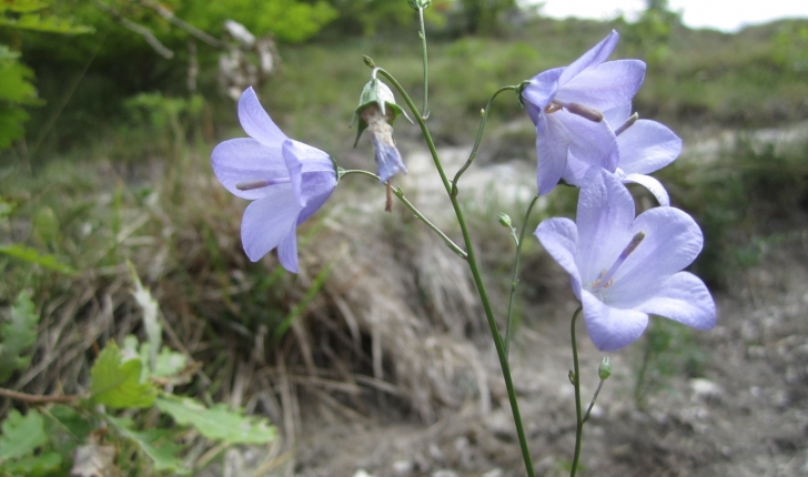 Campanula rotundifolia 