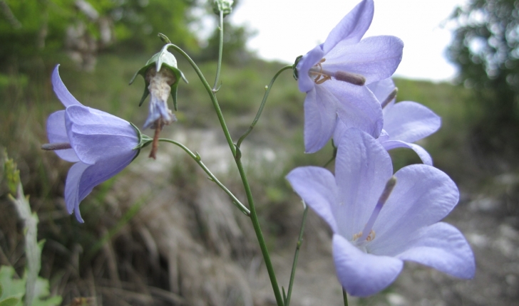 Campanula rotundifolia 