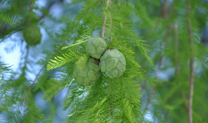 Taxodium distichum