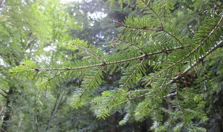Abies nordmanniana