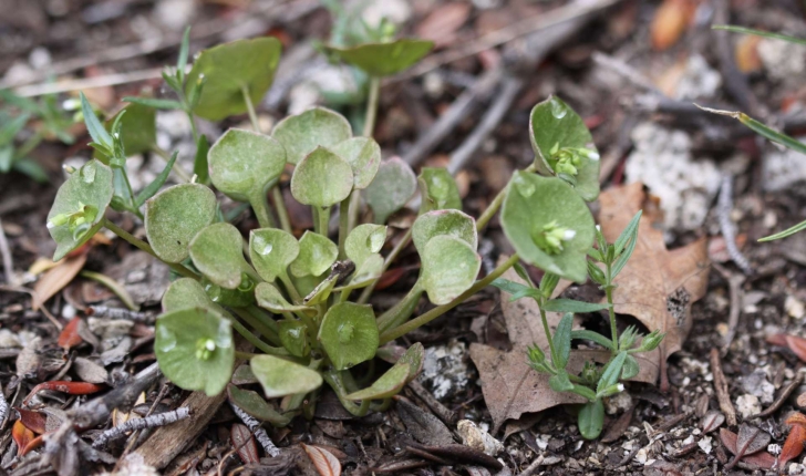 Claytonia perfoliata (Donn ex Willd., 1798)