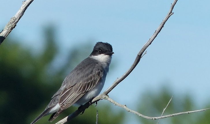 Tyrannus tyrannus, Linné 1758
