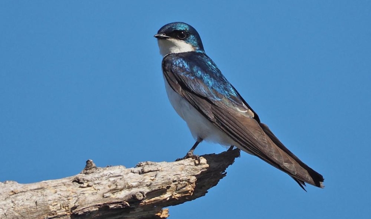 Tachycineta bicolor, Vieillot 1807