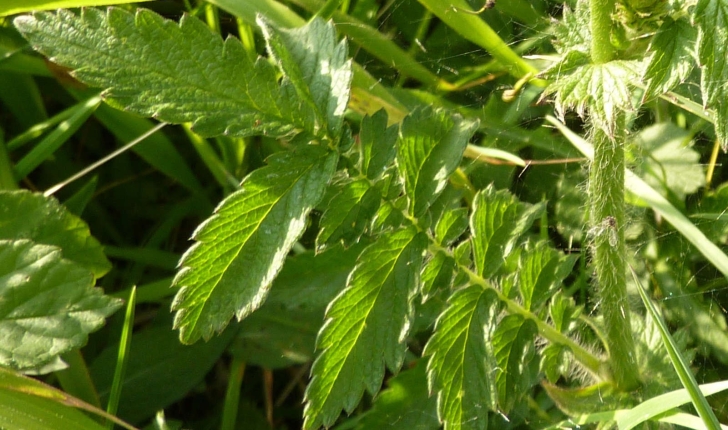 Agrimonia eupatoria (L., 1753)