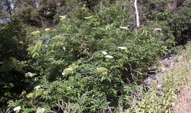 Sambucus nigra L., 1753