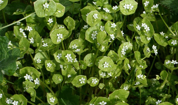 Claytonia perfoliata (Donn ex Willd., 1798)