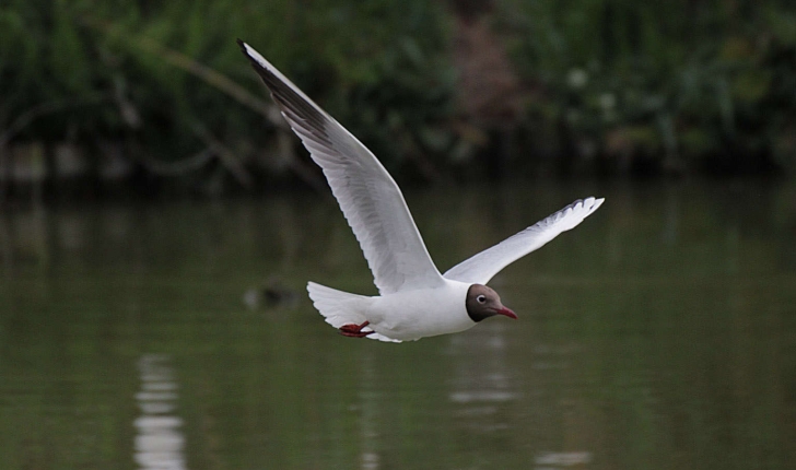 Chroicocephalus ridibundus (Linnaeus, 1766)