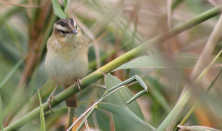 Acrocephalus schoenobaenus (Linnaeus, 1758)