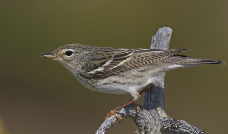 Setophaga striata, Forster, 1772