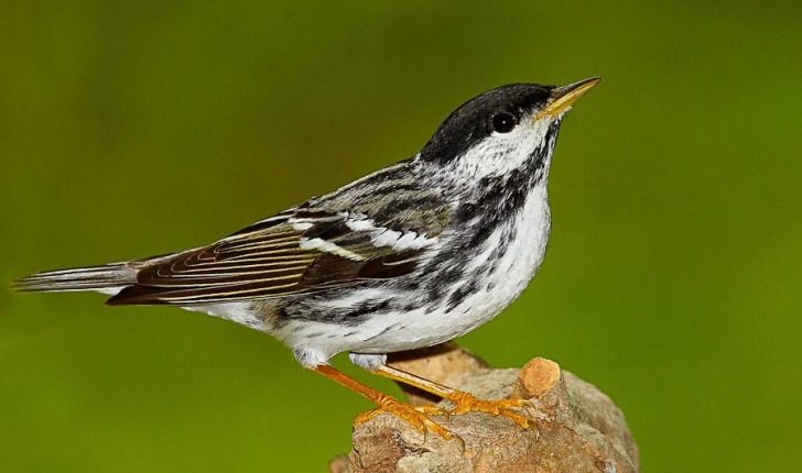 Setophaga striata, Forster, 1772